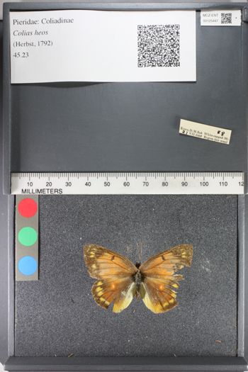 Media type: image;   Entomology 125447